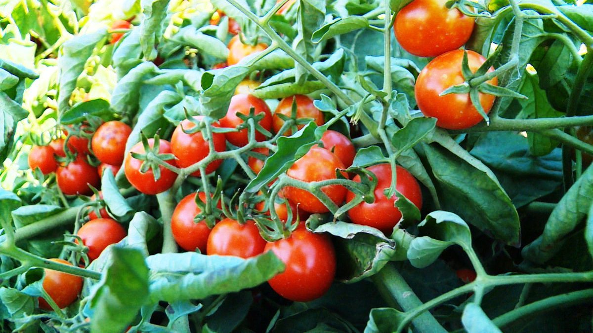 Секреты успешного выращивания томатов!!!